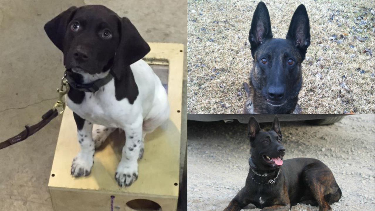 4legged cops Meet the Oakland County Sheriff's K9 officers